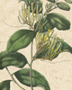 Botanic Beauty IV Poster Print - Studio Vision