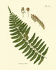 Antique Fern V Poster Print - Studio Vision