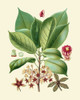 Botanical Glory I Poster Print - Studio Vision