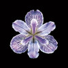 Tiger Iris Poster Print - joSon