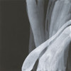 Soft White I Poster Print - Chris Paschke