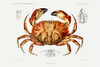 Dungeness crab illustration Poster Print - I Prince Albert