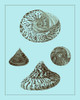 Tinted Shells on Aqua IV Poster Print - Studio Vision