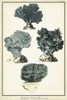Coral Species I Poster Print - Studio Vision