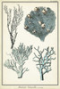 Coral Species II Poster Print - Studio Vision