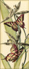 Butterfly Beauty I Poster Print - Studio Vision