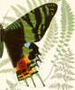 Butterfly Symmetry II Poster Print - Studio Vision
