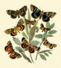 Butterfly Gathering III Poster Print - Studio Vision