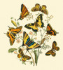 Butterfly Gathering I Poster Print - Studio Vision
