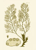 Dramatic Seaweed IV Poster Print - Studio Vision