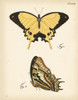 Butterfly Profile II Poster Print - Studio Vision