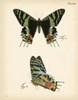Butterfly Profile IV Poster Print - Studio Vision