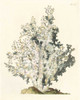 Antique Coral I Poster Print - Studio Vision