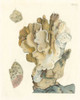 Antique Coral IV Poster Print - Studio Vision