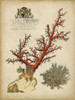 Imperial Coral II Poster Print - Studio Vision