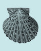 Shells on Aqua III Poster Print - Studio Vision