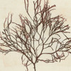 Brilliant Seaweed II Poster Print - Studio Vision