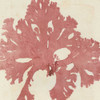 Brilliant Seaweed V Poster Print - Studio Vision