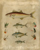 Pisces Composition II Poster Print - Studio Vision