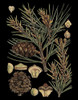 Dramatic Conifers II Poster Print - Studio Vision