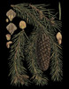 Dramatic Conifers III Poster Print - Studio Vision