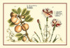 Garden Botanica II Poster Print - Studio Vision