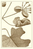 Cropped Sepia Botanical I Poster Print - Studio Vision