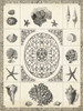 Natures Memento II Poster Print - Studio Vision