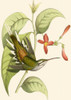 Delicate Hummingbird I Poster Print - Studio Vision
