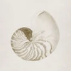 Vintage Shell II Poster Print - Carol Robinson