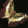 Small Dramatic Butterflies IV Poster Print - Studio Vision