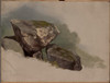 Study of a Rock  Poster Print by Asher Brown Durand