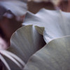 Purple Lilies Poster Print - Lily Mourier