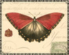 Butterfly Prose I Poster Print - Studio Vision