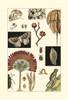Natures Curio IV Poster Print - Studio Vision