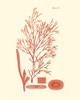 Shades of Coral I Poster Print - Studio Vision