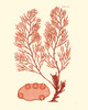 Shades of Coral II Poster Print - Studio Vision