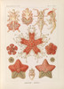 Asteridea. ‚Äì Seesterne  Poster Print by Ernst Haeckel
