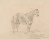 Male Horse Poster Print by Sawrey Gilpin