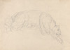 A Lion Stalking its Prey Poster Print by Sawrey Gilpin