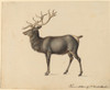 European Elk Poster Print by Peter Rindisbacher