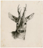 Head of a deer  Poster Print by Floris Verster