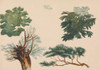Trees and Foliage  Poster Print by Richard Pettigrew Leitch