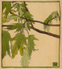 Maple  Poster Print by Hannah Borger Overbeck