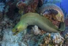 A green moray eel swims over a coral reef on Turneffe Atoll, Belize Poster Print by Ethan Daniels