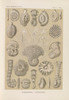 Talamophora. √¢‚Ç¨‚Äú Kammerlinge  Poster Print by Ernst Haeckel