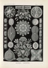 Diatomea. √¢‚Ç¨‚Äú Schachtellinge.  Poster Print by Ernst Haeckel
