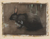 A Black Rabbit Poster Print by Joseph Crawhall
