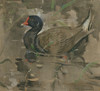 The Moorhen Poster Print by Joseph Crawhall
