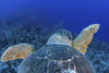 A loggerhead sea turtle swimming in Turneffe Atoll, Belize Poster Print by Ethan Daniels